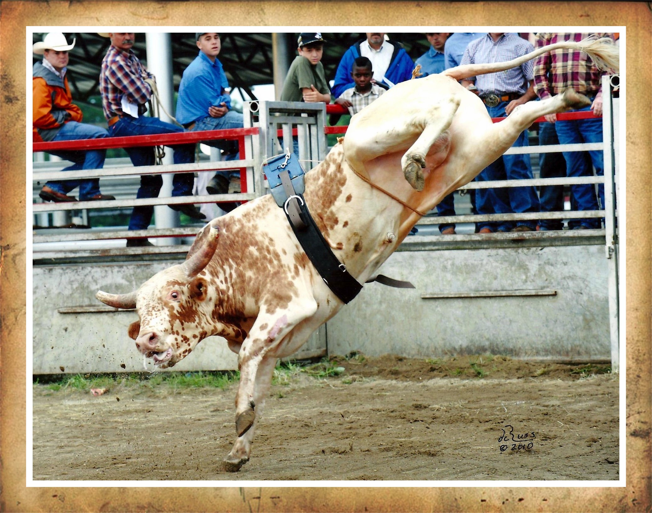 Got A Wild Streak These Bucking Bulls For Sale Could Be Your Ticket To Glory - cpb4xqn